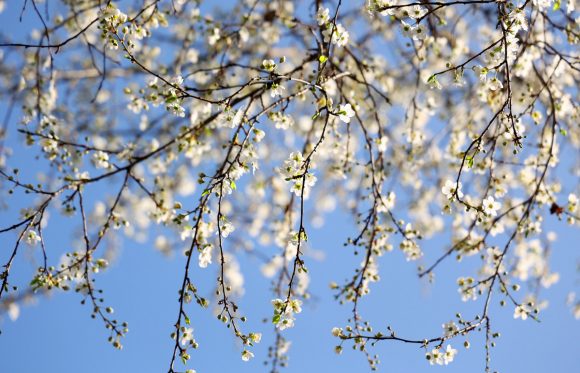 Szeged, tavasz, időjárás, február, természet, virágok, fák, bokrok, hóvirág, ibolya, aranyeső