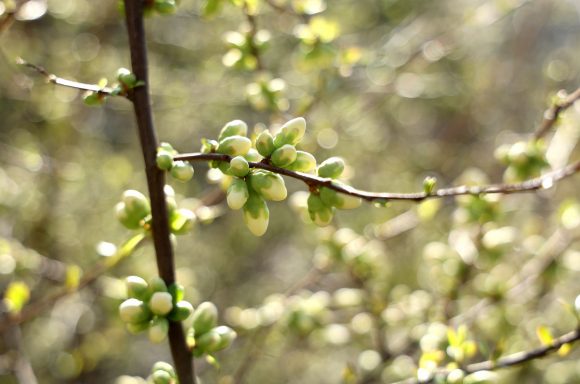 Szeged, tavasz, időjárás, február, természet, virágok, fák, bokrok, hóvirág, ibolya, aranyeső