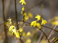 Szeged, tavasz, időjárás, február, természet, virágok, fák, bokrok, hóvirág, ibolya, aranyeső