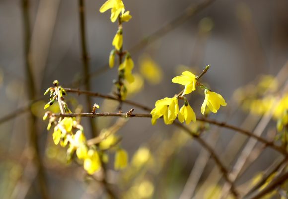Szeged, tavasz, időjárás, február, természet, virágok, fák, bokrok, hóvirág, ibolya, aranyeső