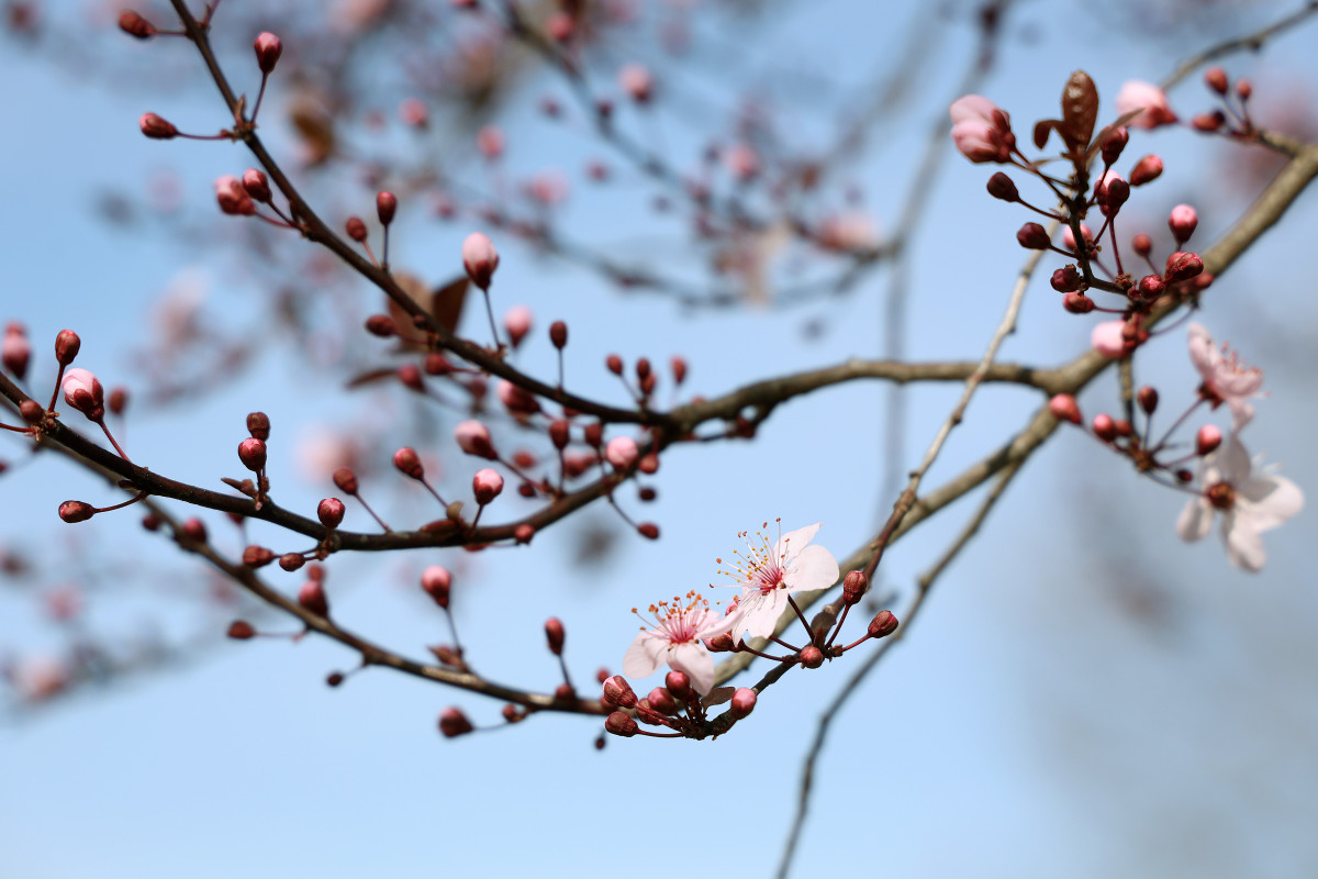 Szeged, tavasz, időjárás, március, virág, Vér-tó