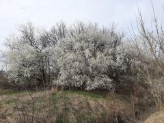 Virágzó fák Debrecenben