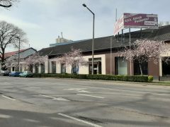 Virágzó fák Debrecenben