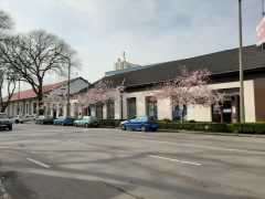 Virágzó fák Debrecenben