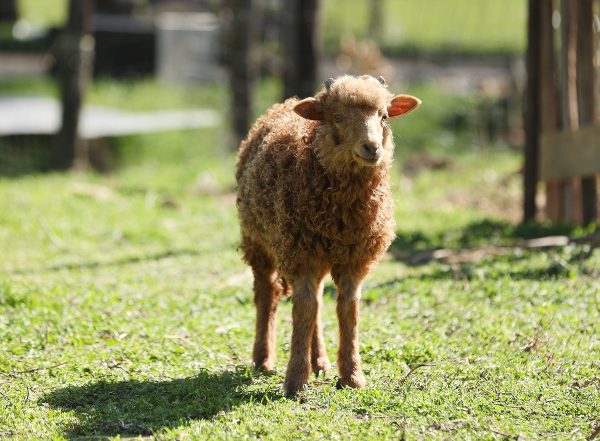 Szeged, Oláh János, Gyálarét, tanya birka, juh, bárány, állattartás, gazdálkodó