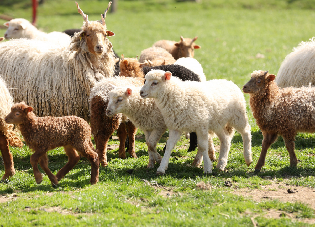 Szeged, Oláh János, Gyálarét, tanya birka, juh, bárány, állattartás, gazdálkodó