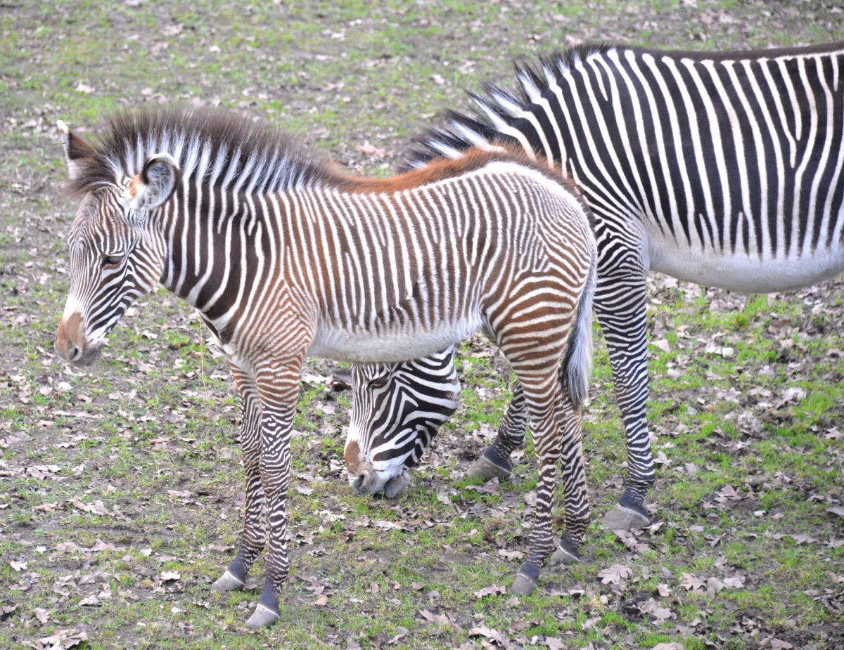 Grevy-zebra csikók a Nyíregyházi Állatparkban