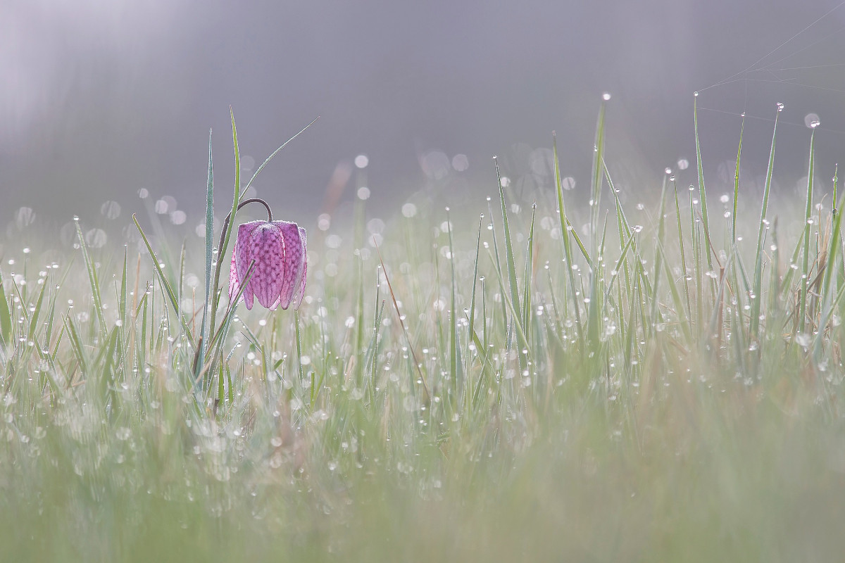 Mocsári kockásliliom