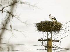 Szeged, megérkezett, gólya, szőreg, Szerb utca, fészek, tavasz