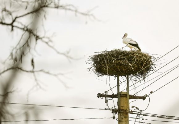 Szeged, megérkezett, gólya, szőreg, Szerb utca, fészek, tavasz
