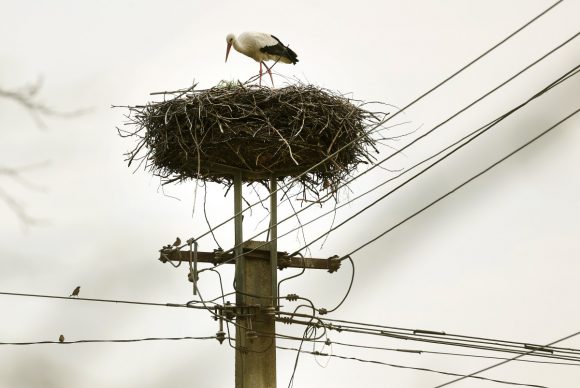 Szeged, megérkezett, gólya, szőreg, Szerb utca, fészek, tavasz