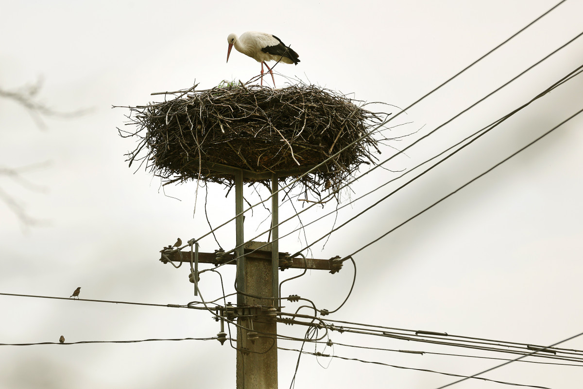 Szeged, megérkezett, gólya, szőreg, Szerb utca, fészek, tavasz