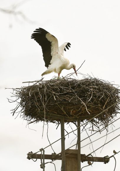 Szeged, megérkezett, gólya, szőreg, Szerb utca, fészek, tavasz