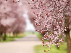 Kübekháza, virágzik, vérszilva, fa, fasor, Kálvária utca