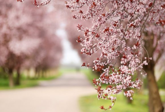 Kübekháza, virágzik, vérszilva, fa, fasor, Kálvária utca