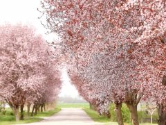 Kübekháza, virágzik, vérszilva, fa, fasor, Kálvária utca