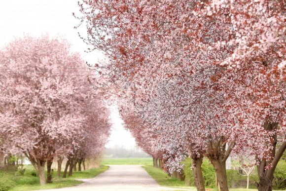 Kübekháza, virágzik, vérszilva, fa, fasor, Kálvária utca