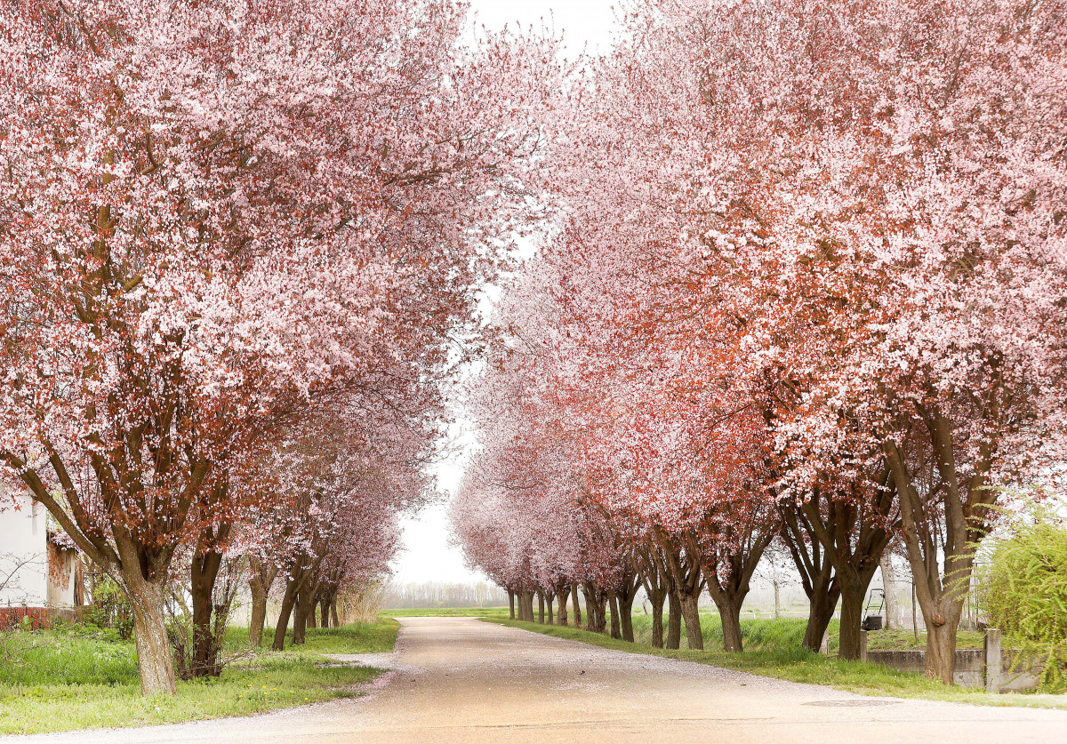 Kübekháza, virágzik, vérszilva, fa, fasor, Kálvária utca