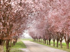 Kübekháza, virágzik, vérszilva, fa, fasor, Kálvária utca