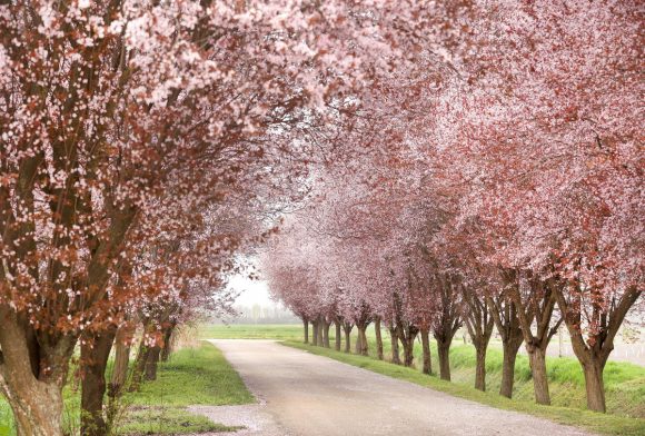 Kübekháza, virágzik, vérszilva, fa, fasor, Kálvária utca
