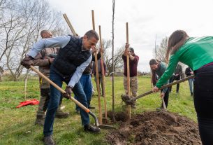 Faültetés Debrecenben