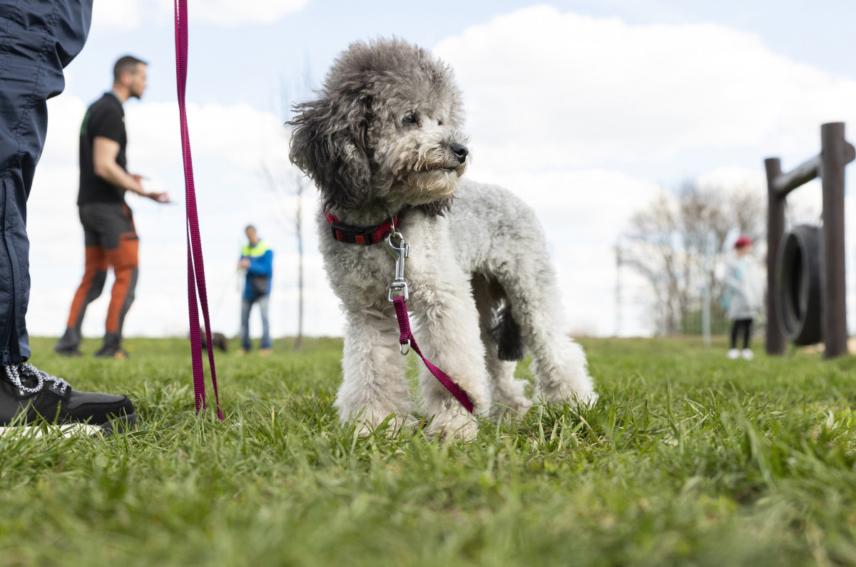 Bemutatták Nyíregyháza állatbarát célú projektjét