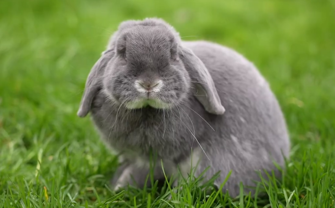 Húsvéti programok Debrecenben