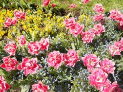 Szeged, tulipán, virág, tavasz, időjárás, Széchenyi tér