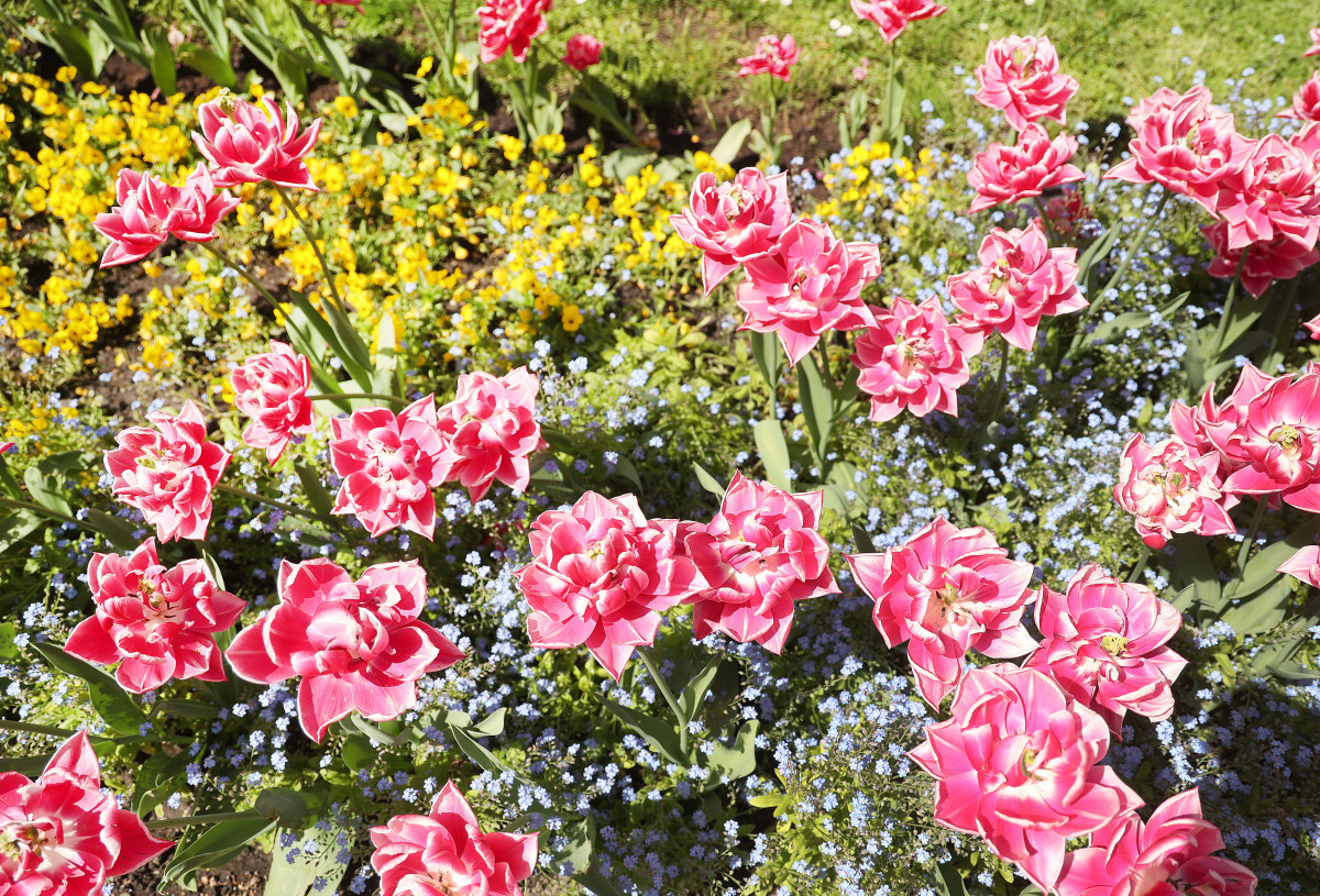 Szeged, tulipán, virág, tavasz, időjárás, Széchenyi tér