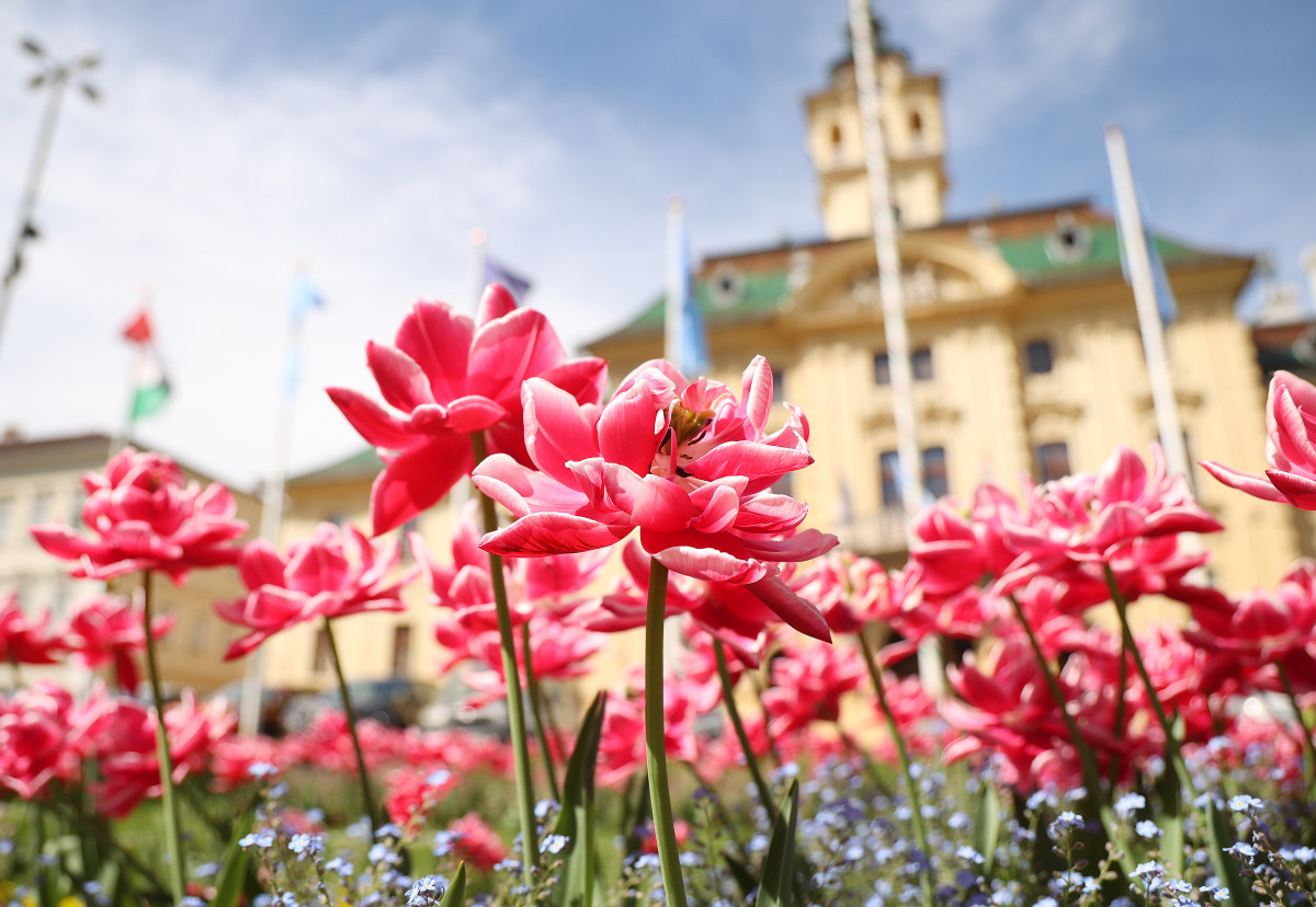 Szeged, tulipán, virág, tavasz, időjárás, Széchenyi tér