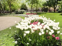 Szeged, tulipán, virág, tavasz, időjárás, Széchenyi tér