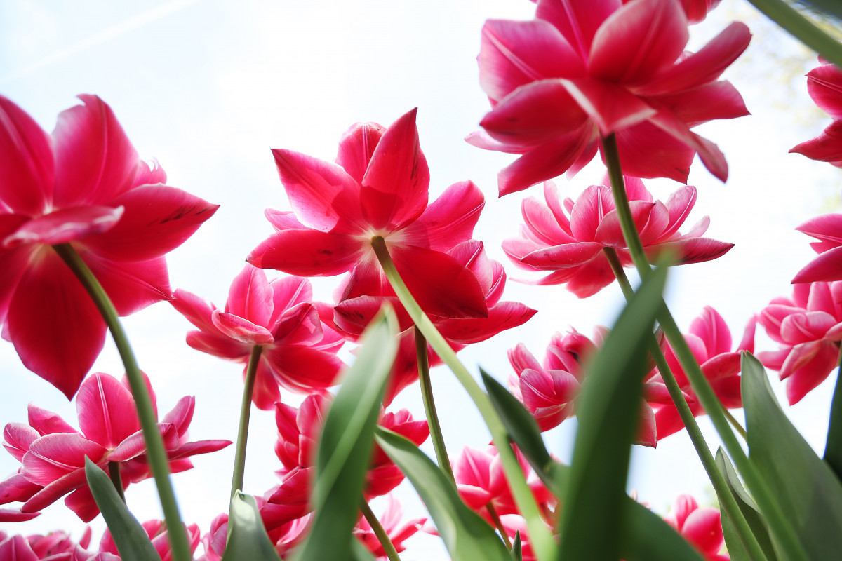 Szeged, tulipán, virág, tavasz, időjárás, Széchenyi tér