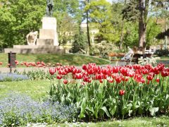 Szeged, tulipán, virág, tavasz, időjárás, Széchenyi tér