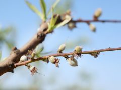 Mórahalom, őszibarack, ültetvény, barack, mezőgazdaság, időjárás, termesztés