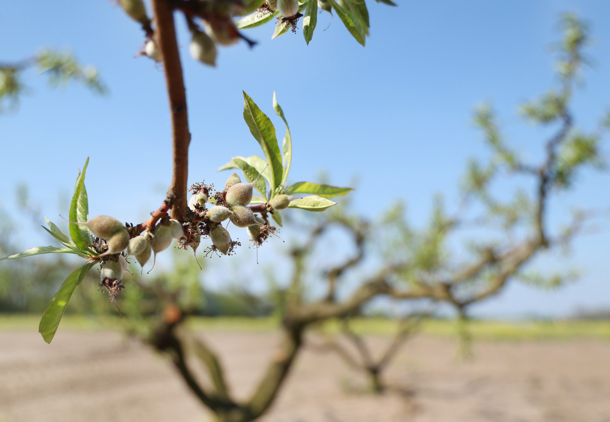 Mórahalom, őszibarack, ültetvény, barack, mezőgazdaság, időjárás, termesztés