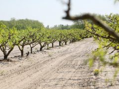 Mórahalom, őszibarack, ültetvény, barack, mezőgazdaság, időjárás, termesztés