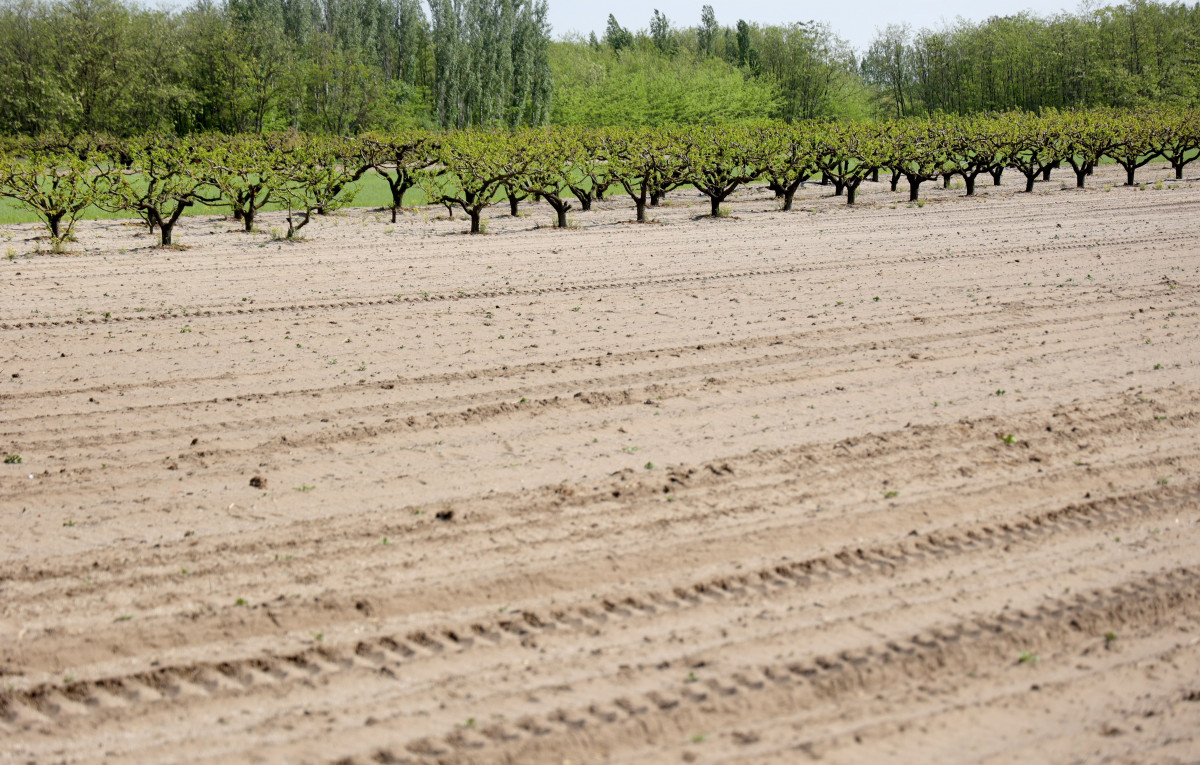 Mórahalom, aszály, szárazság, időjárás, Alföld, Homokhátság, vetés, mezőgazdaság, termesztés, öntözés, föld