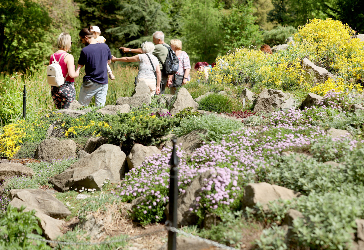 Szeged, Hanami, cseresznyevirágzás, rendezvény, Füvészkert, SZTE, természet, virág, kirándulás