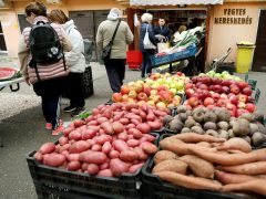 Szeged, Turi Krisztina, zöldség- és gyümölcs kereskedés, vállalkozó, gazdaság, Molnár utca