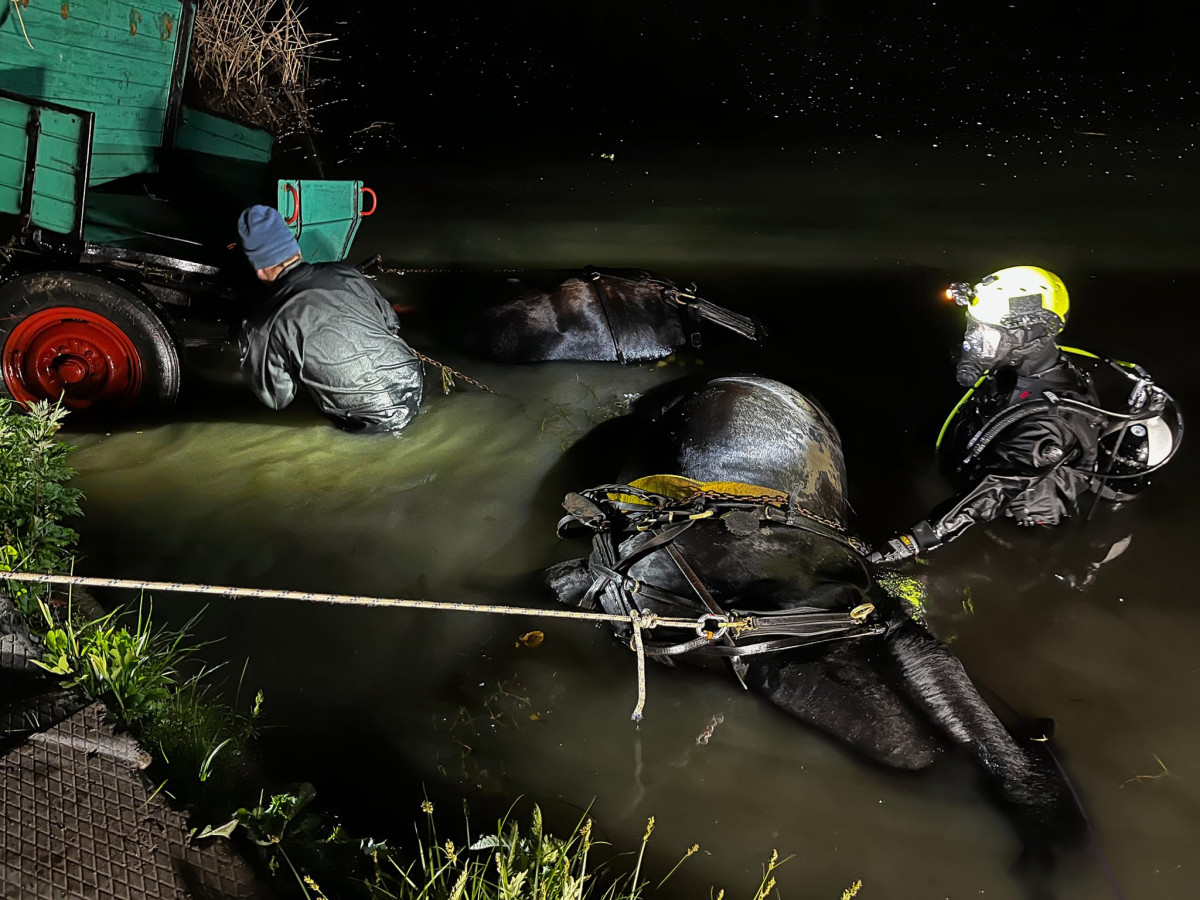 Megfulladt lovak Duna-Tisza-csatorna