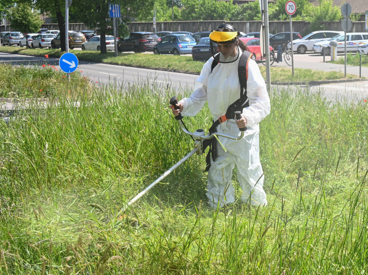 Szentkirályi Alexandra kaszál