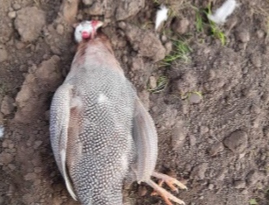 Lelőtt gyöngytyúk hajdú-biharban