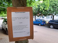 Szeged, Magyar Kétfarkú Kutya Párt, Csaplár Benedek utca, kátyú, úttest