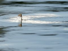 Szeged, június, nyár, Tisza, tiszavirág, tiszavirágzás, kérész, természet