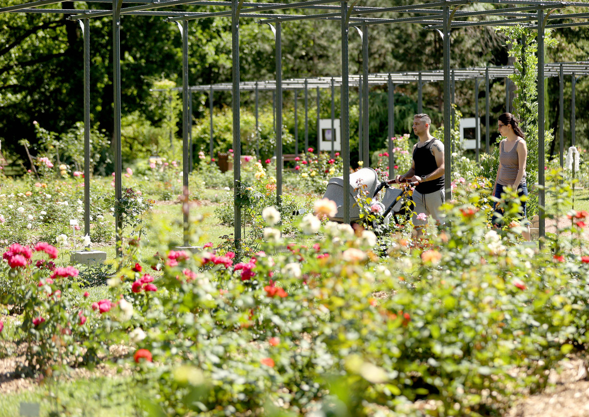Szeged, Szegedi Tudományegyetem, SZTE, Füvészkert, Levendula és Rózsa Napok, levendula, rózsa, természet