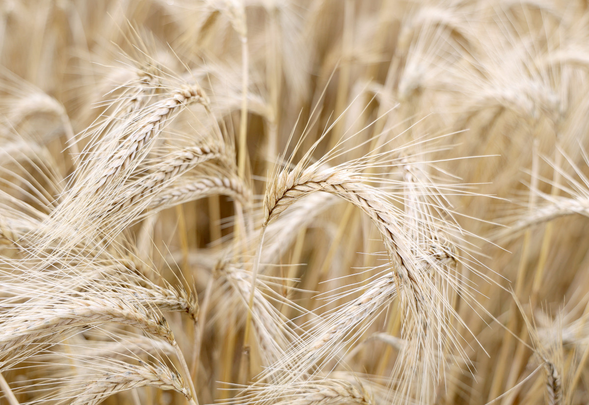 Szeged, érik, búza, föld, mezőgazdaság, gabona