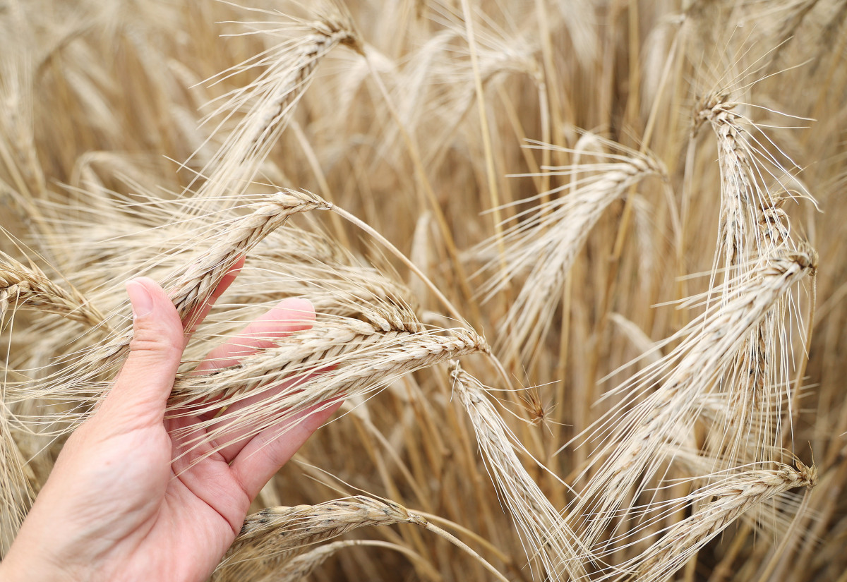 Szeged, érik, búza, föld, mezőgazdaság, gabona