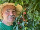 Nagy István fostos szilva