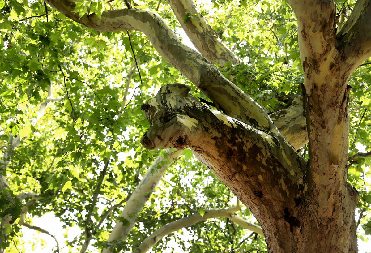 Szeged, disznófejes fa, platán, fa, Széchenyi tér, megmentés