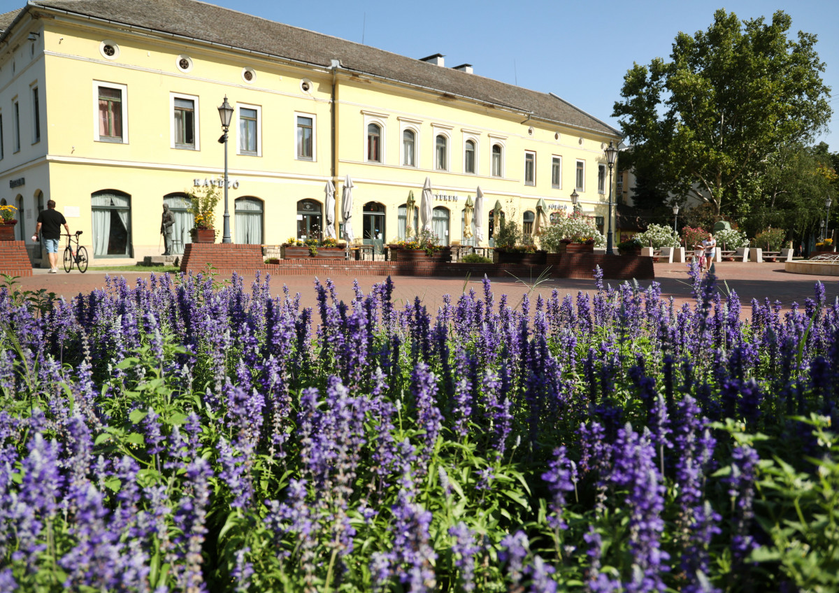 Makó, belváros, nyár, virág